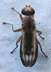 Diptera