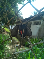 Heraclides anchisiades