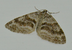 Nothocasis sertata