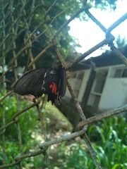 Heraclides anchisiades