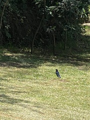 Lamprotornis superbus