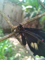 Heraclides anchisiades