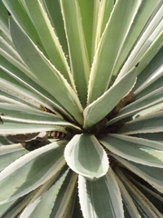 Agave angustifolia