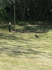 Lamprotornis superbus