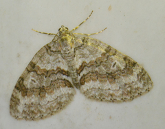 Nothocasis sertata