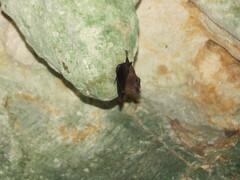Peropteryx