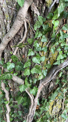 Hedera helix