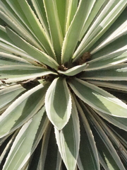 Agave angustifolia