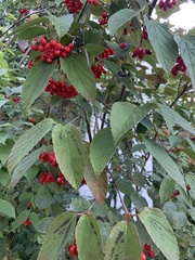 Viburnum setigerum