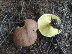 Suillus cavipes