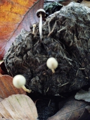 Protostropharia semiglobata