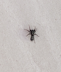 Corinnidae
