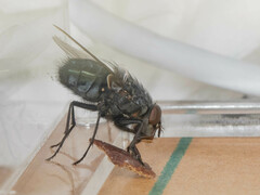 Calliphora nigribarbis