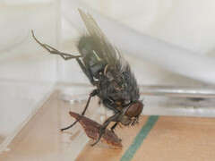 Calliphora nigribarbis