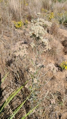 Eriogonum annuum