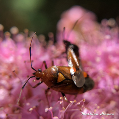 Deraeocoris ruber