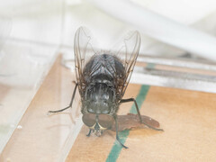 Calliphora nigribarbis