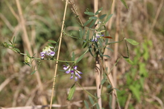 Vicia biennis
