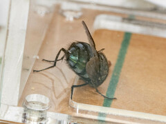 Calliphora nigribarbis