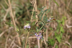 Vicia biennis