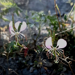 Oenothera suffulta