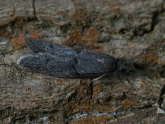 Wockia asperipunctella