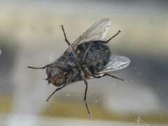 Calliphora nigribarbis