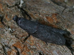 Wockia asperipunctella