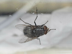 Calliphora nigribarbis