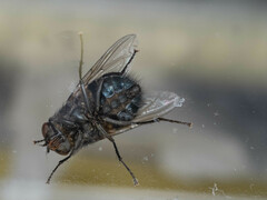 Calliphora nigribarbis