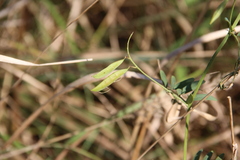 Vicia biennis