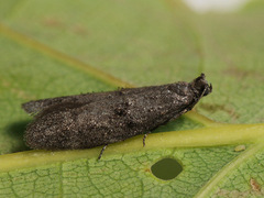 Wockia asperipunctella