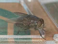 Calliphora nigribarbis