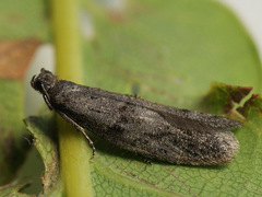 Wockia asperipunctella