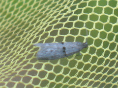 Wockia asperipunctella