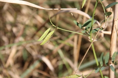 Vicia biennis