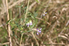 Vicia biennis