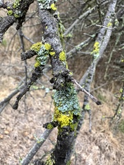 Vulpicida canadensis