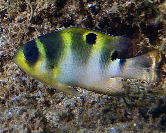 Banded Damsel