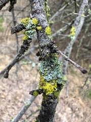 Vulpicida canadensis