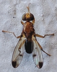 Diptera