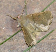 Odontopera bidentata