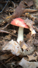Russula cremoricolor