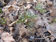Anemonoides ranunculoides
