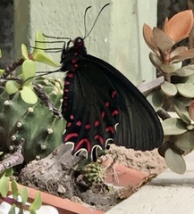 Parides photinus