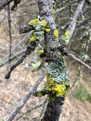 Vulpicida canadensis