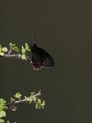 Parides photinus