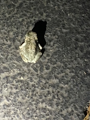 iNaturalist observation photo of Red-spotted Toad