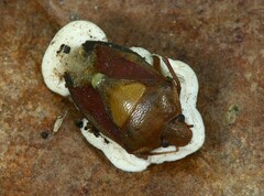 Beauveria bassiana