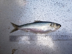 Alosa sapidissima